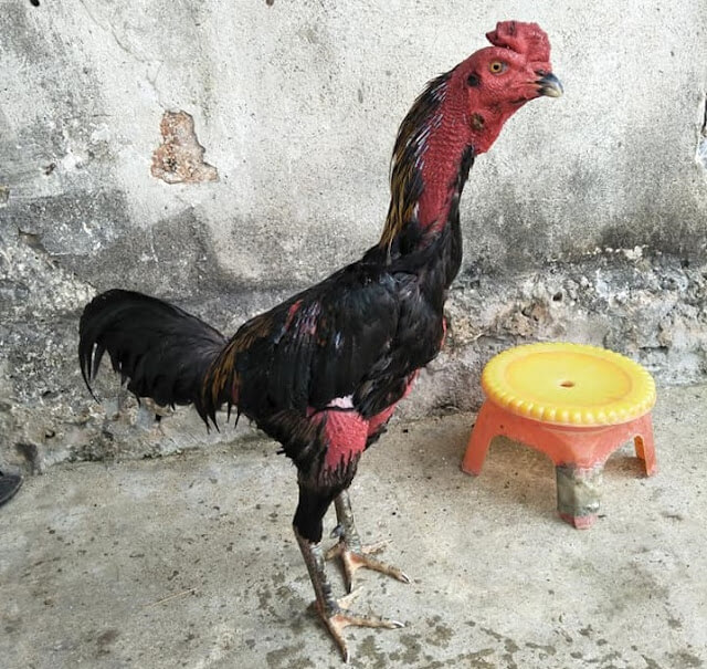 Gà thay lông chuyền đá được không?