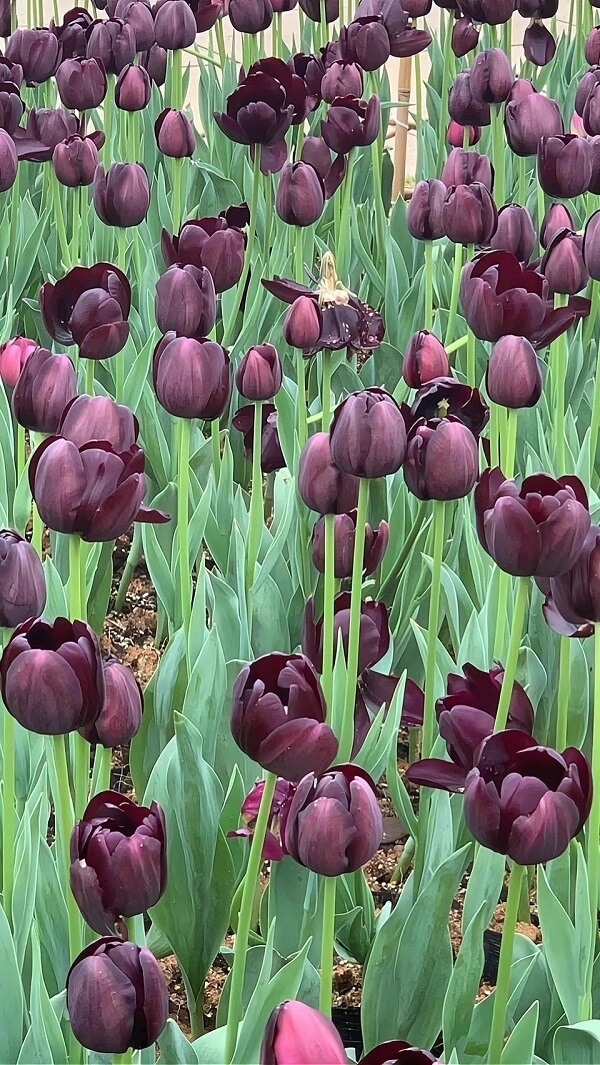 tulip đẹp hình nền hoa tulip 2