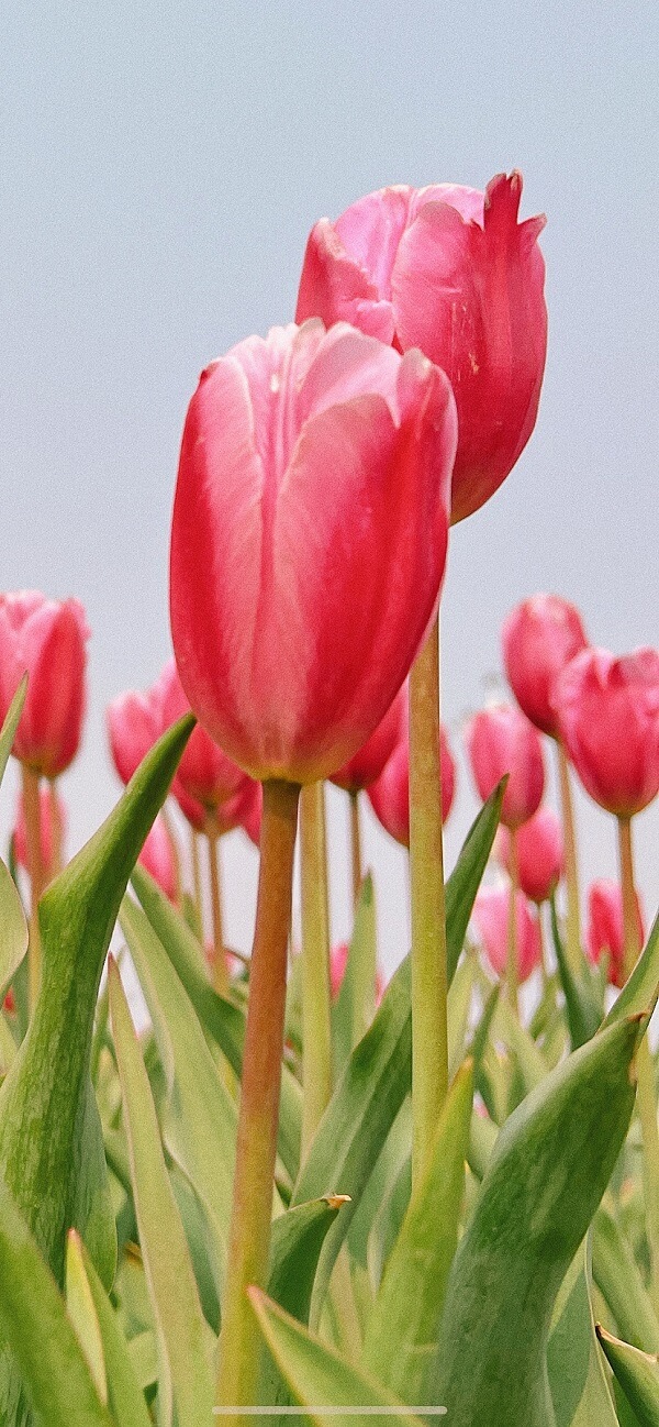 hình nền hoa tulip cho điện thoại 3