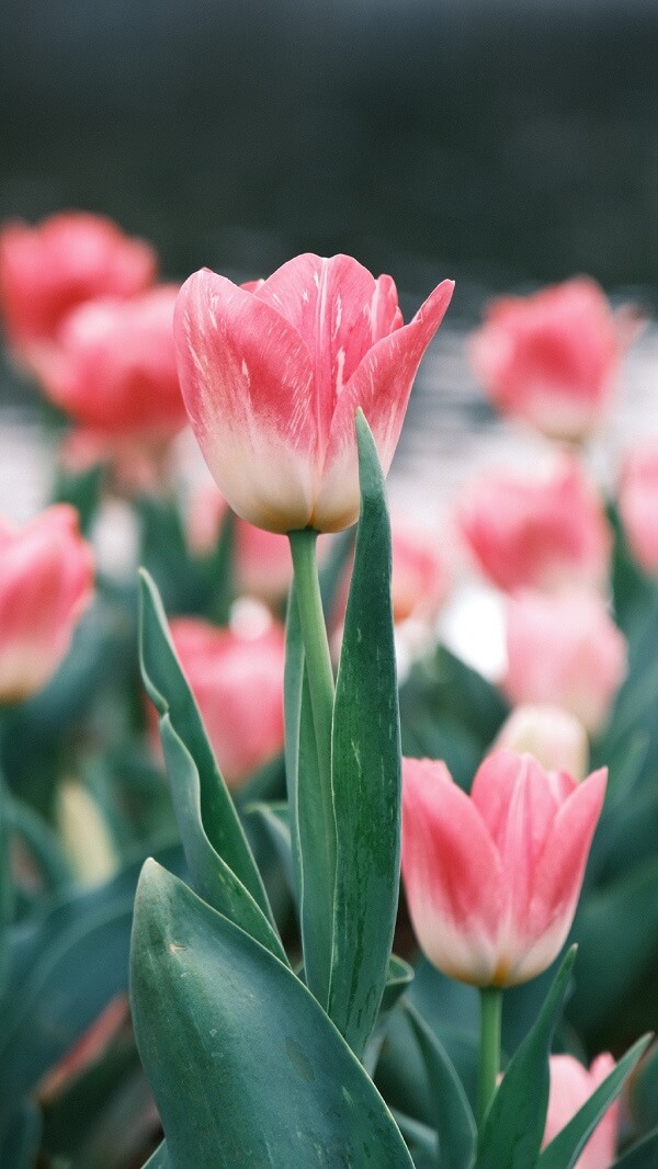 hình nền hoa tulip cho điện thoại 4