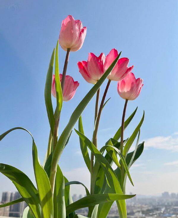 hình nền hoa tulip cho điện thoại 6