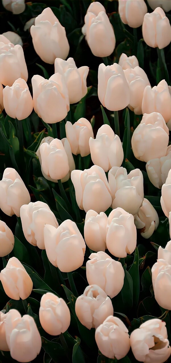 hình nền hoa tulip full hd 3