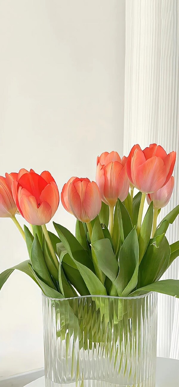 hình nền hoa tulip full hd 7