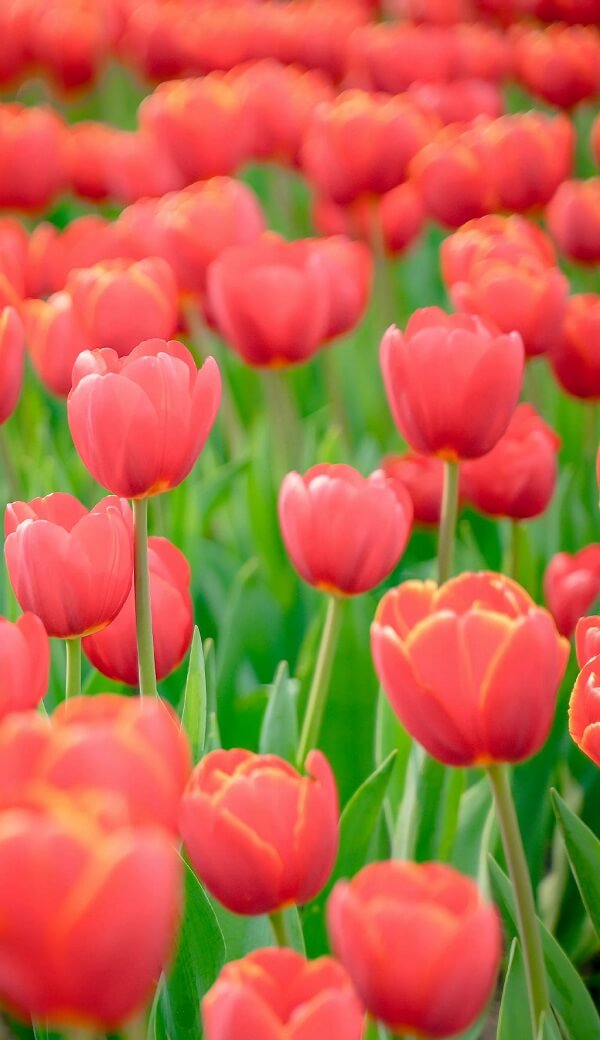 hình nền hoa tulip full hd 9