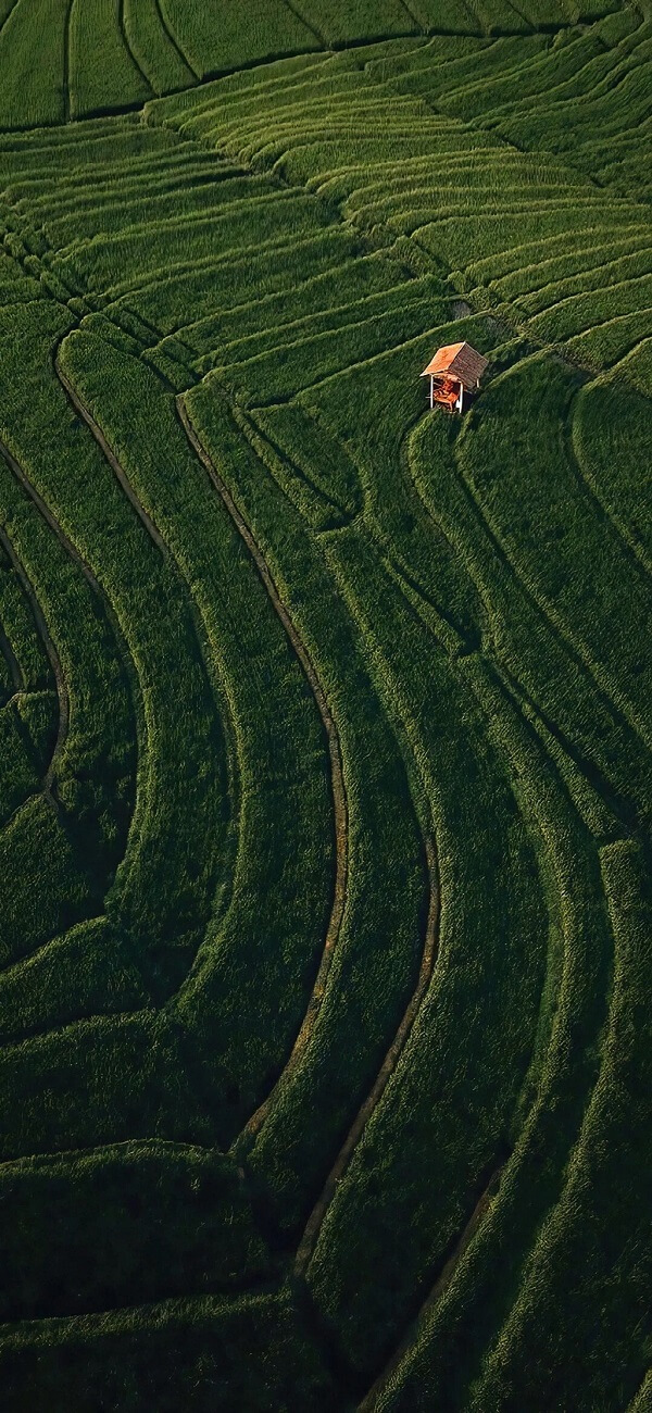 Hình nền lá cây 9