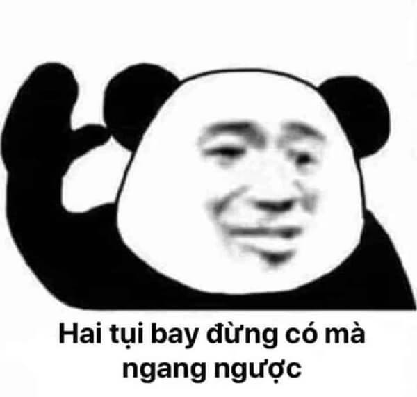 Gấu trúc meme 4