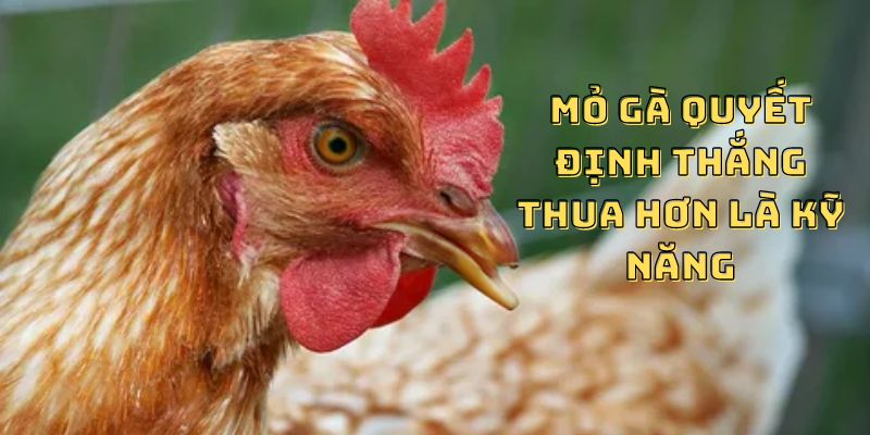 Mỏ gà quyết định thắng thua hơn là kỹ năng