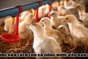 Phương pháp cho gà uống nước đêm và những lợi ích không ngờ