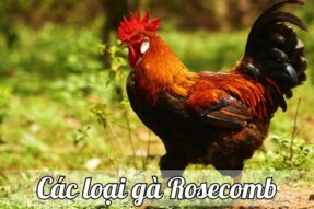 Gà Rosecomb – Lựa chọn hoàn hảo cho người đam mê gà cảnh và gà đẻ