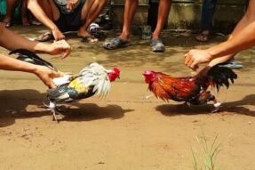 Khám phá đá gà Thomo ALO789 – Sân chơi uy tín hàng đầu