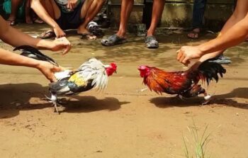 Khám phá đá gà Thomo ALO789 – Sân chơi uy tín hàng đầu